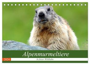 Alpenmurmeltiere in freier Wildbahn (Tischkalender 2024 DIN A5 quer), CALVENDO Monatskalender von R Bogner,  J