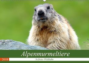 Alpenmurmeltiere in freier Wildbahn (Wandkalender 2018 DIN A2 quer) von R Bogner,  J