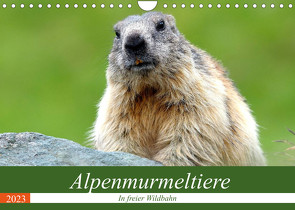 Alpenmurmeltiere in freier Wildbahn (Wandkalender 2023 DIN A4 quer) von R Bogner,  J