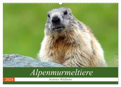 Alpenmurmeltiere in freier Wildbahn (Wandkalender 2024 DIN A2 quer), CALVENDO Monatskalender von R Bogner,  J