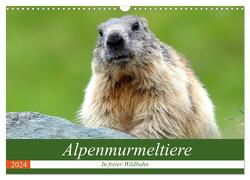 Alpenmurmeltiere in freier Wildbahn (Wandkalender 2024 DIN A3 quer), CALVENDO Monatskalender von R Bogner,  J