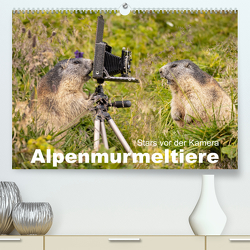 Alpenmurmeltiere – Stars vor der Kamera (Premium, hochwertiger DIN A2 Wandkalender 2024, Kunstdruck in Hochglanz) von Schörkhuber,  Johann