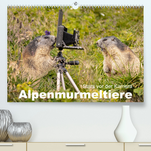 Alpenmurmeltiere – Stars vor der Kamera (Premium, hochwertiger DIN A2 Wandkalender 2024, Kunstdruck in Hochglanz) von Schörkhuber,  Johann