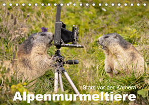 Alpenmurmeltiere – Stars vor der Kamera (Tischkalender 2024 DIN A5 quer) von Schörkhuber,  Johann