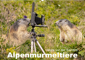 Alpenmurmeltiere – Stars vor der Kamera (Wandkalender 2024 DIN A2 quer), CALVENDO Monatskalender von Schörkhuber,  Johann