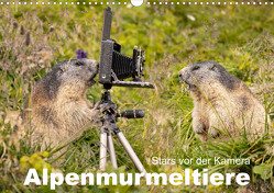 Alpenmurmeltiere – Stars vor der Kamera (Wandkalender 2024 DIN A3 quer) von Schörkhuber,  Johann