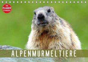 Alpenmurmeltiere (Tischkalender 2018 DIN A5 quer) von R Bogner,  J