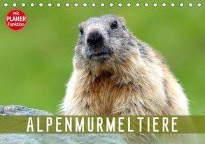 Alpenmurmeltiere (Tischkalender 2019 DIN A5 quer) von R Bogner,  J