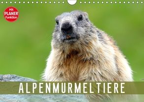 Alpenmurmeltiere (Wandkalender 2018 DIN A4 quer) von R Bogner,  J