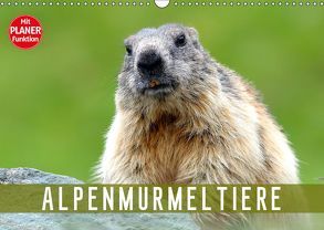 Alpenmurmeltiere (Wandkalender 2019 DIN A3 quer) von R Bogner,  J