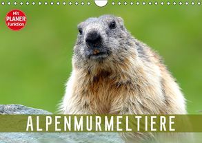 Alpenmurmeltiere (Wandkalender 2019 DIN A4 quer) von R Bogner,  J