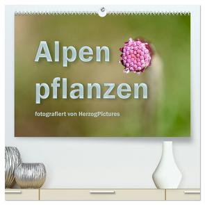 Alpenpflanzen fotografiert von HerzogPictures (hochwertiger Premium Wandkalender 2024 DIN A2 quer), Kunstdruck in Hochglanz von HerzogPictures,  HerzogPictures