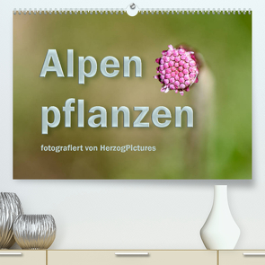 Alpenpflanzen fotografiert von HerzogPictures (Premium, hochwertiger DIN A2 Wandkalender 2023, Kunstdruck in Hochglanz) von HerzogPictures