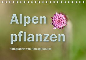 Alpenpflanzen fotografiert von HerzogPictures (Tischkalender 2019 DIN A5 quer) von HerzogPictures