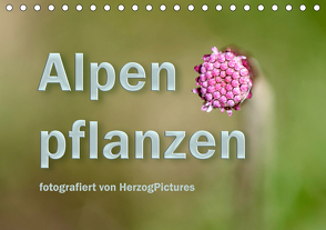Alpenpflanzen fotografiert von HerzogPictures (Tischkalender 2021 DIN A5 quer) von HerzogPictures