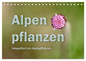 Alpenpflanzen fotografiert von HerzogPictures (Tischkalender 2024 DIN A5 quer), CALVENDO Monatskalender von HerzogPictures,  HerzogPictures