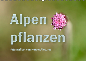 Alpenpflanzen fotografiert von HerzogPictures (Wandkalender 2019 DIN A2 quer) von HerzogPictures