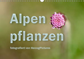 Alpenpflanzen fotografiert von HerzogPictures (Wandkalender 2019 DIN A3 quer) von HerzogPictures