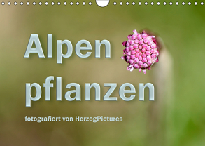 Alpenpflanzen fotografiert von HerzogPictures (Wandkalender 2019 DIN A4 quer) von HerzogPictures