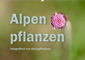 Alpenpflanzen fotografiert von HerzogPictures (Wandkalender 2020 DIN A2 quer) von HerzogPictures