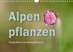 Alpenpflanzen fotografiert von HerzogPictures (Wandkalender 2020 DIN A4 quer) von HerzogPictures