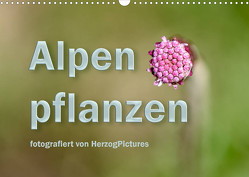 Alpenpflanzen fotografiert von HerzogPictures (Wandkalender 2023 DIN A3 quer) von HerzogPictures