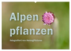 Alpenpflanzen fotografiert von HerzogPictures (Wandkalender 2024 DIN A2 quer), CALVENDO Monatskalender von HerzogPictures,  HerzogPictures
