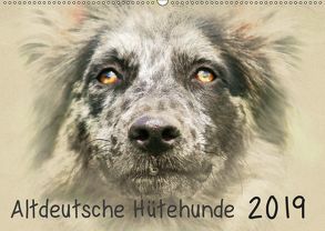 Altdeutsche Hütehunde 2019 (Wandkalender 2019 DIN A2 quer) von Redecker,  Andrea