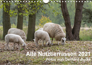 Alte Nutztierrassen 2021 (Wandkalender 2021 DIN A4 quer) von Butke,  Gerhard