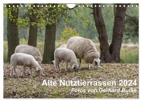 Alte Nutztierrassen 2024 (Wandkalender 2024 DIN A4 quer), CALVENDO Monatskalender von Butke,  Gerhard