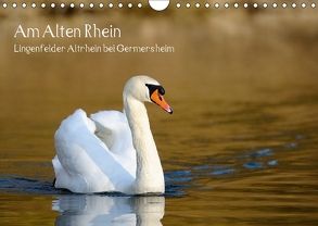 Am Alten Rhein – Lingenfelder Altrhein bei Germersheim (Wandkalender 2018 DIN A4 quer) von Fietz,  Günter