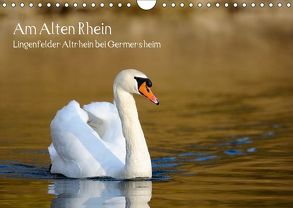 Am Alten Rhein – Lingenfelder Altrhein bei Germersheim (Wandkalender 2019 DIN A4 quer) von Fietz,  Günter