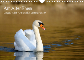 Am Alten Rhein – Lingenfelder Altrhein bei Germersheim (Wandkalender 2020 DIN A4 quer) von Fietz,  Günter