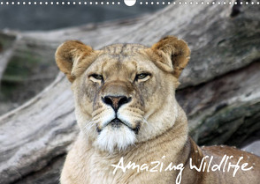 Amazing Wildlife (Wandkalender 2023 DIN A3 quer) von Hebbel-Seeger,  Andreas