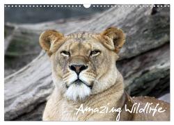 Amazing Wildlife (Wandkalender 2024 DIN A3 quer), CALVENDO Monatskalender von Hebbel-Seeger,  Andreas