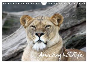 Amazing Wildlife (Wandkalender 2024 DIN A4 quer), CALVENDO Monatskalender von Hebbel-Seeger,  Andreas