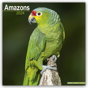 Amazons – Amazonenpapageien 2024 – 16-Monatskalender