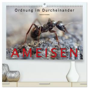 Ameisen – Ordnung im Durcheinander (hochwertiger Premium Wandkalender 2024 DIN A2 quer), Kunstdruck in Hochglanz von Roder,  Peter