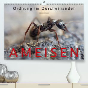 Ameisen – Ordnung im Durcheinander (Premium, hochwertiger DIN A2 Wandkalender 2021, Kunstdruck in Hochglanz) von Roder,  Peter