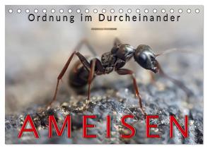 Ameisen – Ordnung im Durcheinander (Tischkalender 2024 DIN A5 quer), CALVENDO Monatskalender von Roder,  Peter