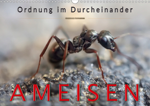 Ameisen – Ordnung im Durcheinander (Wandkalender 2020 DIN A3 quer) von Roder,  Peter