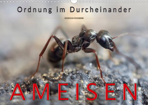 Ameisen – Ordnung im Durcheinander (Wandkalender 2022 DIN A3 quer) von Roder,  Peter