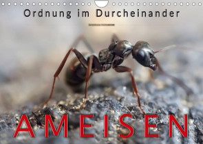 Ameisen – Ordnung im Durcheinander (Wandkalender 2023 DIN A4 quer) von Roder,  Peter