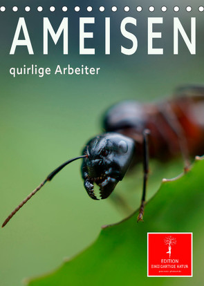 Ameisen quirlige Arbeiter (Tischkalender 2023 DIN A5 hoch) von Roder,  Peter