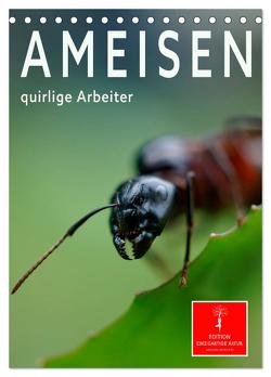 Ameisen quirlige Arbeiter (Tischkalender 2024 DIN A5 hoch), CALVENDO Monatskalender von Roder,  Peter