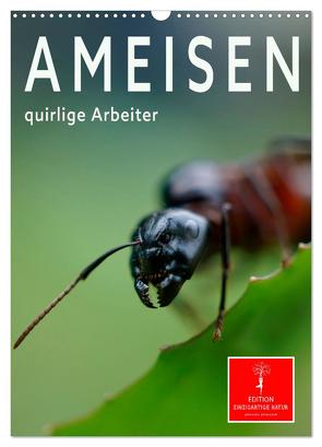 Ameisen quirlige Arbeiter (Wandkalender 2024 DIN A3 hoch), CALVENDO Monatskalender von Roder,  Peter