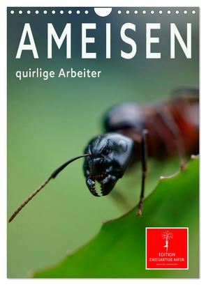 Ameisen quirlige Arbeiter (Wandkalender 2024 DIN A4 hoch), CALVENDO Monatskalender von Roder,  Peter