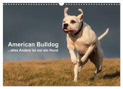 American Bulldog – alles Andere ist nur ein Hund (Wandkalender 2024 DIN A3 quer), CALVENDO Monatskalender von Schmöhl,  Denise