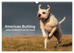 American Bulldog – alles Andere ist nur ein Hund (Wandkalender 2024 DIN A3 quer), CALVENDO Monatskalender von Schmöhl,  Denise