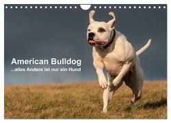 American Bulldog – alles Andere ist nur ein Hund (Wandkalender 2024 DIN A4 quer), CALVENDO Monatskalender von Schmöhl,  Denise